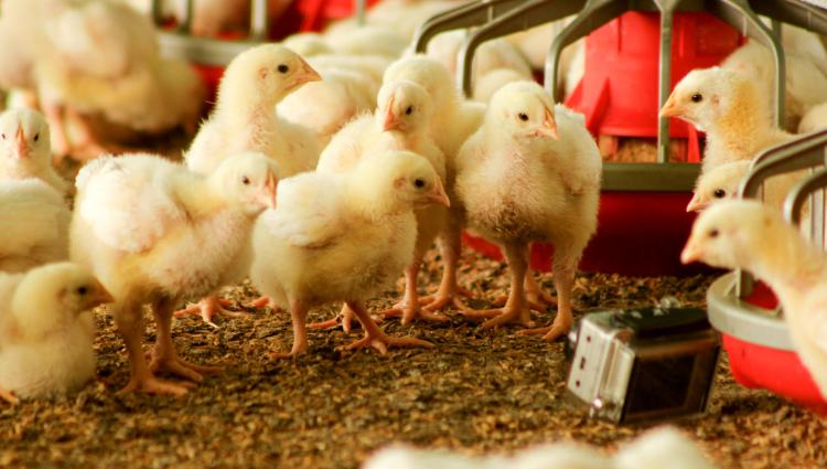 Farm Credit to Host Poultry Industry Seminar